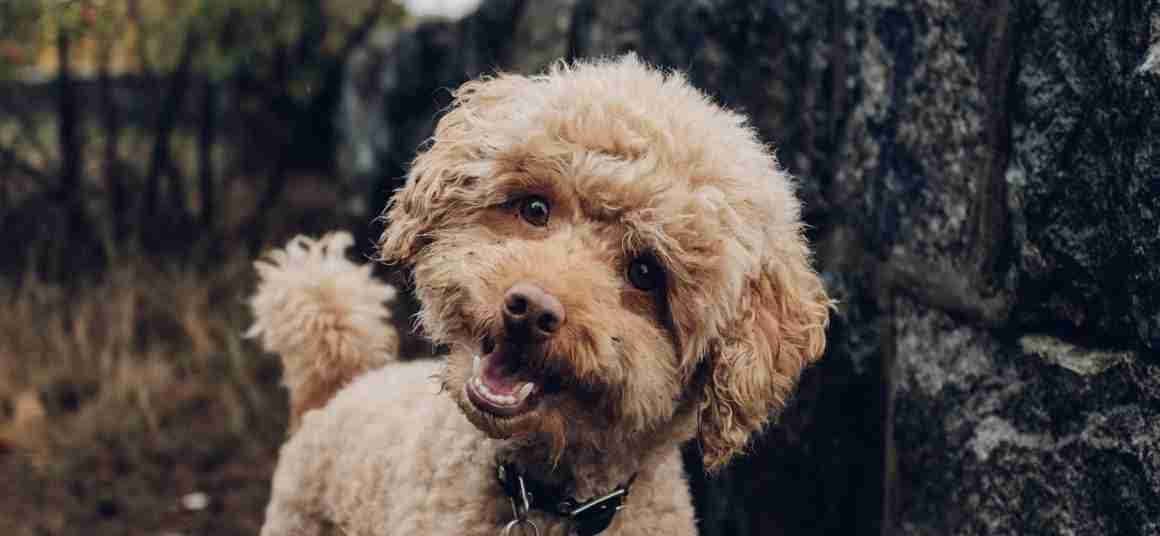 poodle-bruin-lachend