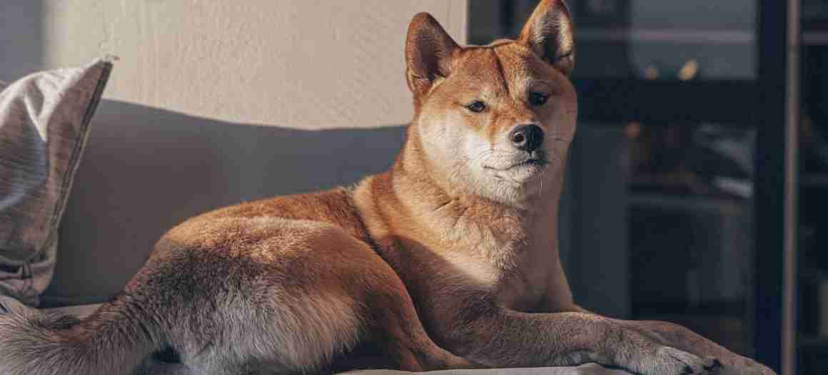 shiba-inu