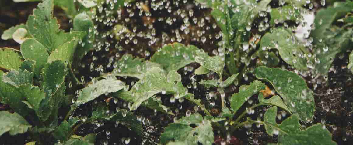 planten-water-geven